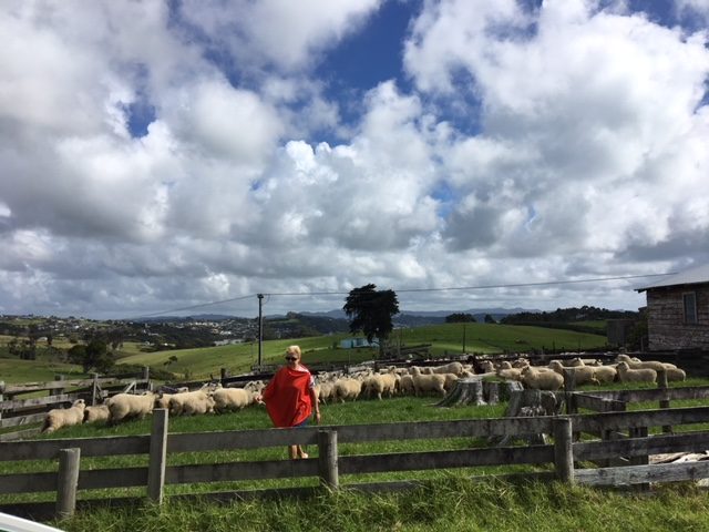 on the farm with merino