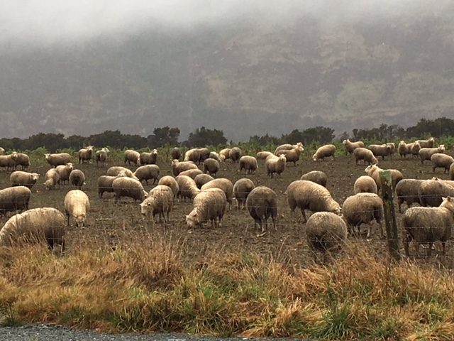 merino sheep