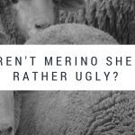 Ugly Merino Sheep....?